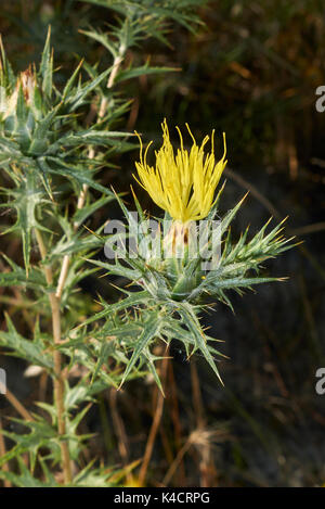 Carthamus lanais Nahaufnahme Stockfoto