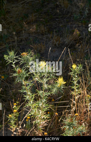 Carthamus lanais Nahaufnahme Stockfoto