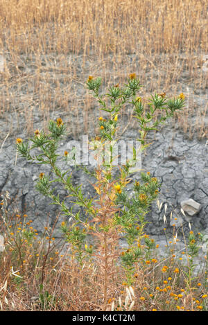 Carthamus lanais Nahaufnahme Stockfoto