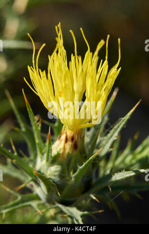 Carthamus lanais Nahaufnahme Stockfoto