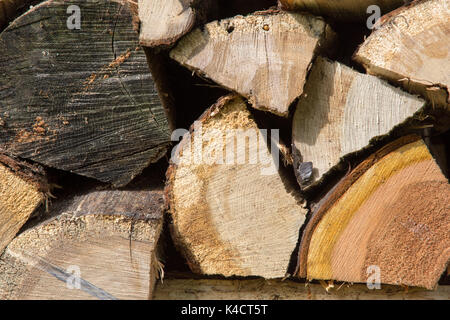 Frisch Split und gestapelt Blauholz (Brennholz) Hauptsächlich Hartholz. Erneuerbare Energieträger. 42 Bilder fotografiert aus einer Reihe von Abständen und Winkeln. Stockfoto