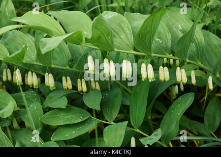 Polygonatum odoratum Stockfoto