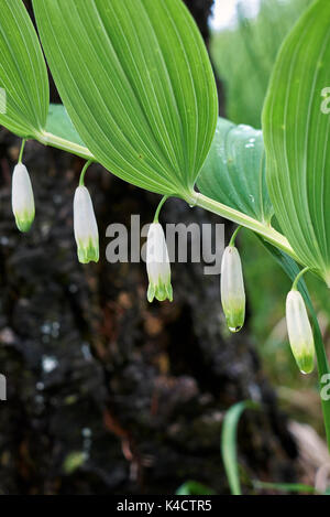 Polygonatum odoratum Stockfoto