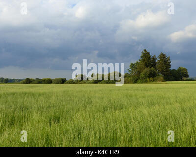 Ampermoss, River Valley Fen in der Nähe Ammersee in Oberbayern Stockfoto