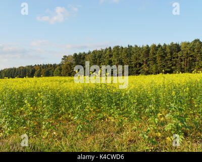 Wilden Senf Feld, Gründüngung, Sinapis Arvensis Stockfoto