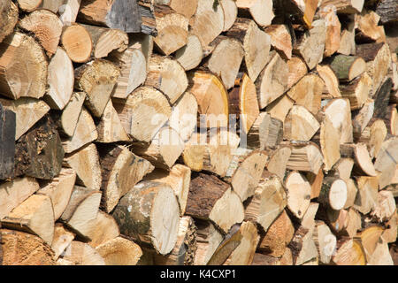 Frisch Split und gestapelt Blauholz (Brennholz) Hauptsächlich Hartholz. Erneuerbare Energieträger. 42 Bilder fotografiert aus einer Reihe von Abständen und Winkeln. Stockfoto