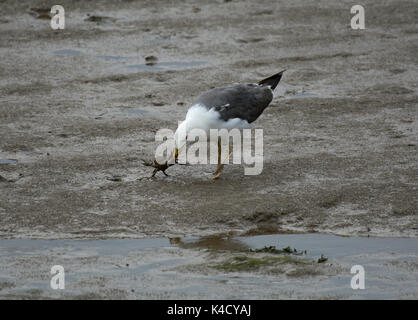 Nach Silbermöwe, Larus argentatus, am Strand essen eine Krabbe Stockfoto