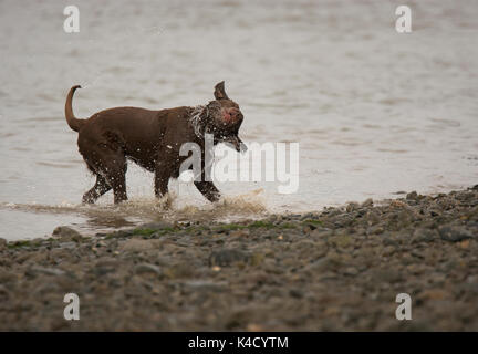 Labrador Retriever und schüttelte das Wasser wie es kommt aus dem Meer Stockfoto