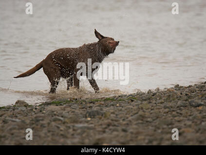 Labrador Retriever und schüttelte das Wasser wie es kommt aus dem Meer Stockfoto