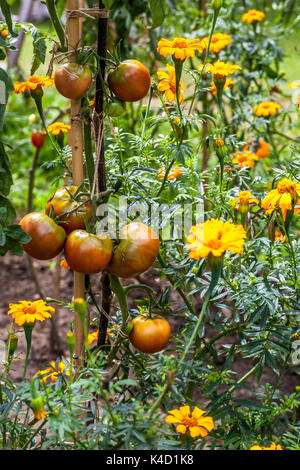 Französische Ringelblume zusammen angebaut Tomaten in der Reihe Tomaten Wein Garten August Früchte reife Tomaten auf der Weinrebe Reifen unreif Stockfoto