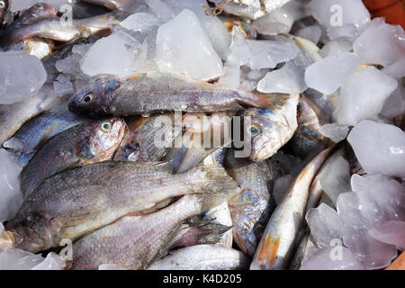 Mumbai, Indien. 5. September 2017. Koli Angeln Gemeinschaft Mann und Frauen an versova Fischmarkt in Mumbai. Stockfoto
