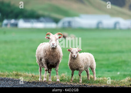 Zwei Schafe auf der grünen Wiese Stockfoto