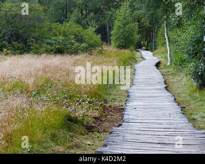 Sicherer Weg Durch Den Moor, Holzweg Gepflasterte Weg Im Schwarzen Moor, Rhön Stockfoto