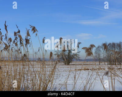 Winter in Ampermoss, River Valley Fen in der Nähe Ammersee in Oberbayern Stockfoto