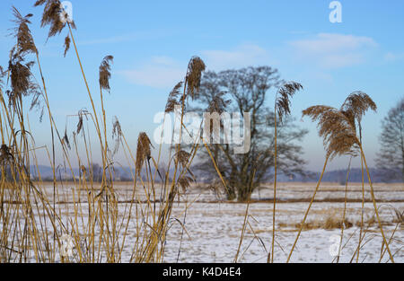 Winter in Ampermoss, River Valley Fen in der Nähe Ammersee in Oberbayern Stockfoto