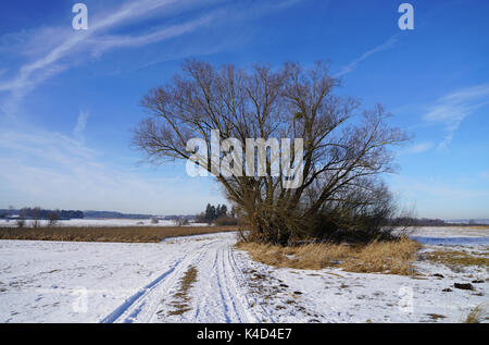 Winterlandschaft mit einer Gruppe von Bäumen in Ampermoss, River Valley Fen in der Nähe Ammersee in Oberbayern Stockfoto