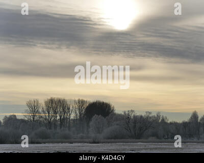 Winterlandschaft mit einer Gruppe von Bäumen in Ampermoss, River Valley Fen in der Nähe Ammersee in Oberbayern Stockfoto