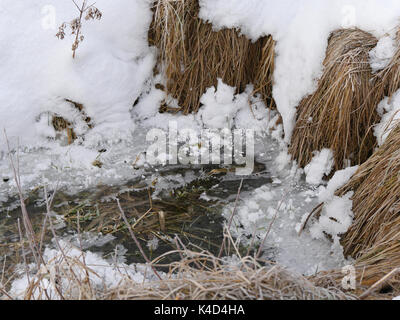Winter in Ampermoss, River Valley Fen in der Nähe Ammersee in Oberbayern Stockfoto