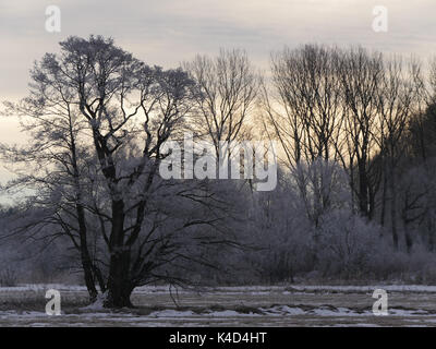 Winterlandschaft mit unheimlichen Atmosphäre Im Moor, Ampermoss, River Valley Fen in der Nähe Ammersee in Oberbayern Stockfoto
