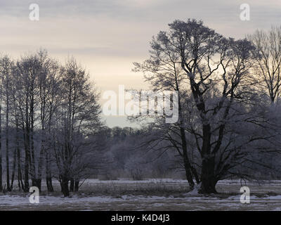 Winterlandschaft mit unheimlichen Atmosphäre Im Moor, Ampermoss, River Valley Fen in der Nähe Ammersee in Oberbayern Stockfoto