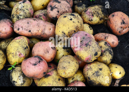 Kartoffeln verschiedener Sorten liegen auf dem Boden Stockfoto