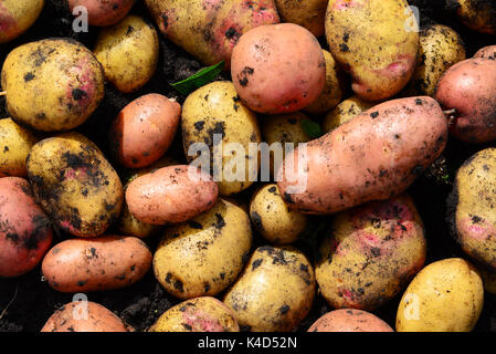 Hintergrund der Kartoffeln verschiedener Sorten Stockfoto