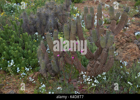 Blumen in der Atacama Wüste. Frühling Blumen in voller Blüte unter den Kakteen nach dem seltenen Regen in der Atacama Wüste. Parque Nacional Llanos de Challe, Chile Stockfoto