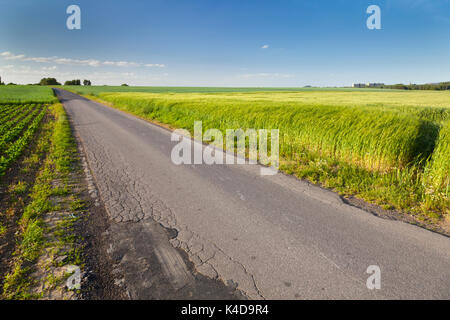 Eine Straße und ein Roggen Feld im Frühling, Deutschland. Stockfoto