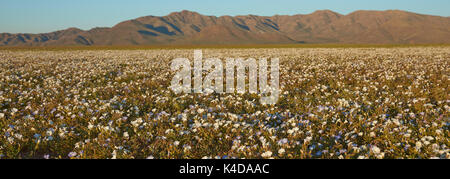 Blumen in der Atacama Wüste. Teppich aus weißen Nolana Blumen (nolana Whipplei) in voller Blüte nach dem seltenen Regen in der Atacama Wüste in der Nähe von Copiapo, in Chile. Stockfoto