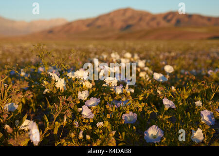 Blumen in der Atacama Wüste. Teppich aus weißen Nolana Blumen (nolana Whipplei) in voller Blüte nach dem seltenen Regen in der Atacama Wüste in der Nähe von Copiapo, in Chile. Stockfoto