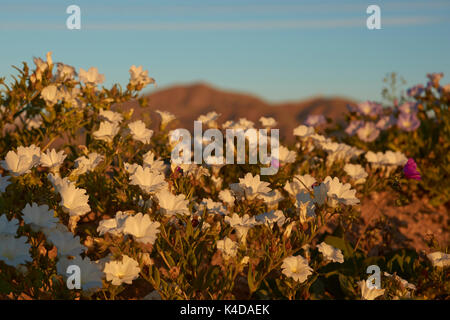 Blumen in der Atacama Wüste. Teppich aus weißen Nolana Blumen (nolana Whipplei) in voller Blüte nach dem seltenen Regen in der Atacama Wüste in der Nähe von Copiapo, in Chile. Stockfoto