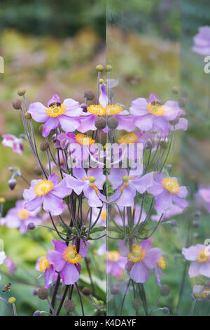 Anemone x hybrida Elegans. Japanische Anemone 'Elegans' Blumen und Reflexionen in eine Glasscheibe an der RHS Wisley Gardens. Surrey, England Stockfoto