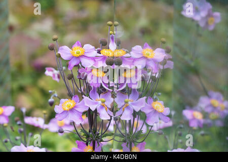 Anemone x hybrida Elegans. Japanische Anemone 'Elegans' Blumen und Reflexionen in eine Glasscheibe an der RHS Wisley Gardens. Surrey, England Stockfoto