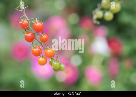 Solanum pimpernelifolium. Johannisbeere Tomaten auf der Rebe. Heirloom Tomate. Wilde Tomaten Stockfoto