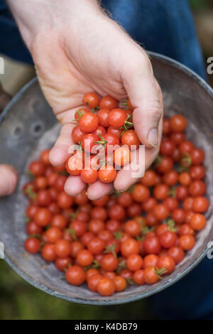 Solanum pimpernelifolium. Gärtner mit einem alten Metallwanne mit Johannisbeere Tomaten geerntet. Heirloom Tomate. Wilde Tomaten Stockfoto