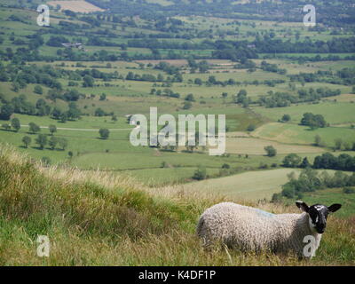 Derbyshire gritstone Schafe auf mam Tor, mit Betriebe, Felder und Bäume im Hintergrund. Peak District, Derbyshire Stockfoto