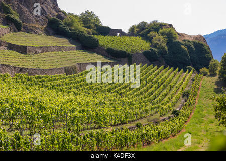 SION, SCHWEIZ - Traube Weinberg Landwirtschaft. Stockfoto