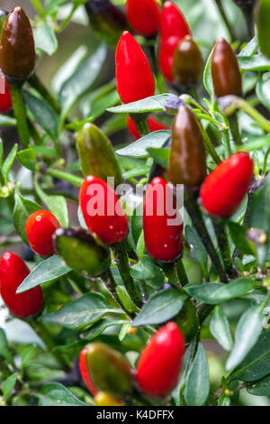 Chilipflanze Capsicum annuum „Black Prince“ Chilipflanze Chilis wachsen Stockfoto