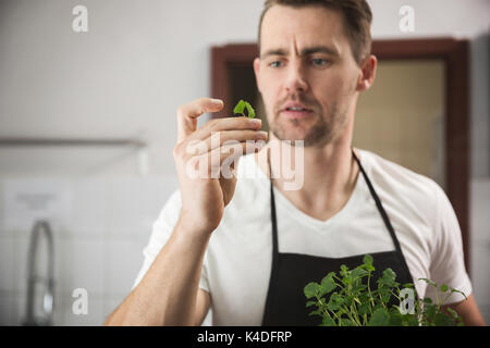 Vordere Portrait von Chef am kleinen Stück Zitronenmelisse in der Küche auf der Suche Stockfoto