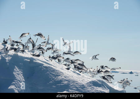 Schwarz-legged Dreizehenmöwe auf Eisberg Stockfoto