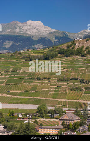 SION, SCHWEIZ - Traube Weinberg Landwirtschaft, Felder auf Hügel, Wein Region. Stockfoto