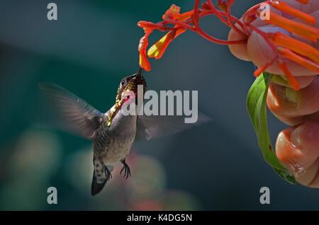 Der kleinste Vogel der Welt - eine Biene Kolibri-Feeds auf einer Anlage in Kuba Stockfoto