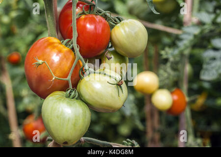 Tomatenanbau, Tomaten reifen auf der Rebe im Gemüsegarten Tomate reifen unreif Stockfoto