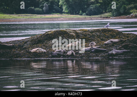 Dichtungen in Schottland Stockfoto