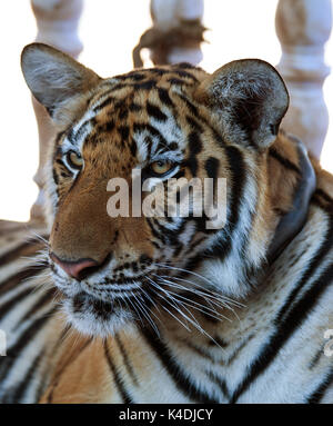 Heißer Tag. Closeup Portrait einer großen Indochinesischen Tiger in der Buddhistischen Tiger Tempel, Kanchanaburi, Thailand Stockfoto