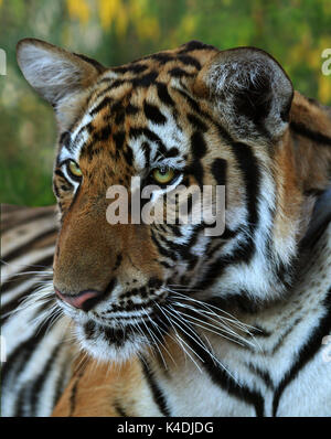 Heißer Tag. Closeup Portrait einer großen Indochinesischen Tiger in der Buddhistischen Tiger Tempel, Kanchanaburi, Thailand Stockfoto