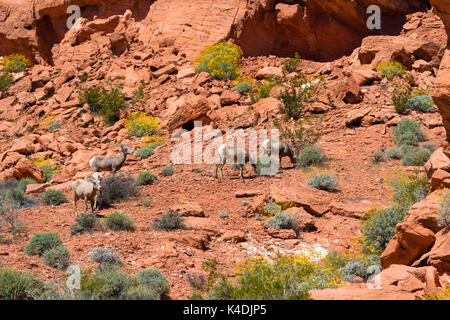 Foto von Desert Bighorn Schafe (Ovis canadensis nelsoni) in der Valley of Fire State Park, in der Nähe von Overton, Nevada, USA. Stockfoto