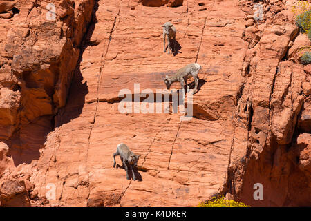 Foto von Desert Bighorn Schafe (Ovis canadensis nelsoni) in der Valley of Fire State Park, in der Nähe von Overton, Nevada, USA. Stockfoto