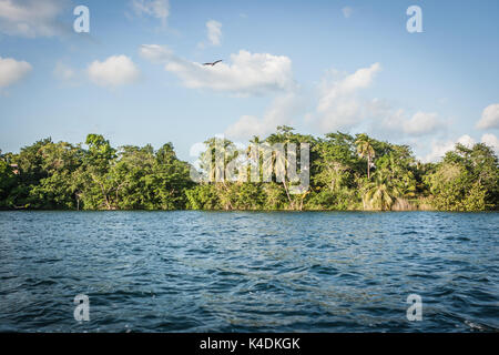 Vegetation mit Palmen, ein kleiner Dschungel auf der Lagune, Laguna Bacalar, Chetumal, Quintana Roo, Mexiko. Stockfoto