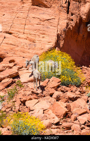 Foto von Desert Bighorn Schafe (Ovis canadensis nelsoni) in der Valley of Fire State Park, in der Nähe von Overton, Nevada, USA. Stockfoto